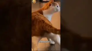 Just for fun 🤪😂🐱 #couplelife