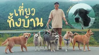พาเบต้าเที่ยวรวมฝูง แต่เจอหมาจรมาจอยทริป