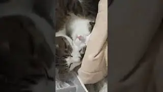 как правильно мыть кота