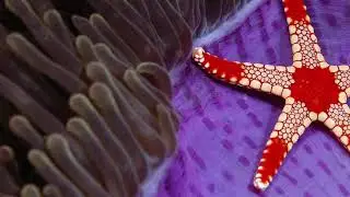 Флюорит свойства камня и кому он подходит по Знаку Зодиака