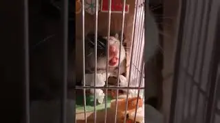 Еве с 