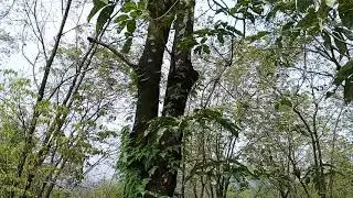 Rubber plantation