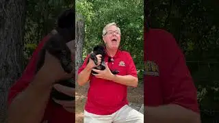 Become a SUCCESSFUL German Shepherd Breeder!!!