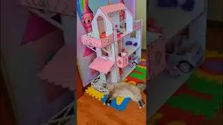 Funny Cat Like sleep toy Barbie house