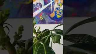 Манго сорт sensation