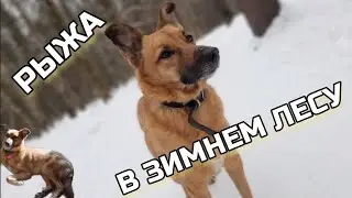 РЫЖАЯ СОБАКА РЫЖА В ЗИМНЕМ ЛЕСУ! ТРЕЩИТ ДЯТЕЛ, ПОЁТ ПТИЧКА - КРАСИВЫЙ ЛЕС!