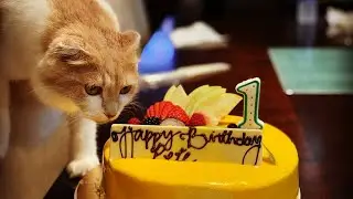 Happy birthday kitty cat 🐱 | Pete don’t _____ the cake 🎂