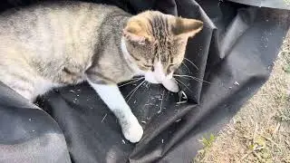 Жизнь деревенских котиков🐈‍⬛👍