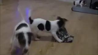 ДЖЕК РАССЕЛ ВИП 