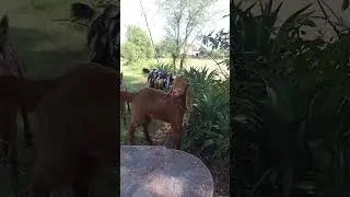 #qurbanistatus