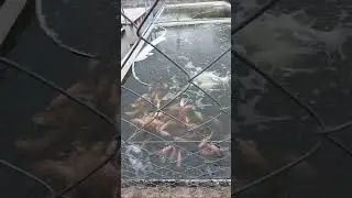 boiada do saalada parte 3