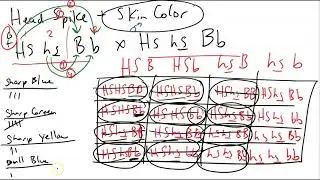 Genetics Review Answers