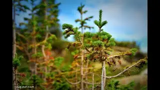 Одиночный поход Западные Саяны. Арадан. Часть 5   A solo hike to the Western Sayan Mountains. Part 5