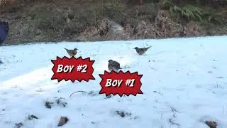 Rush of the Thrush