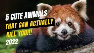 5 Cute Animals That Can Actually Kill You