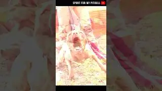 le chien à avoir sans aucun doute...😎 #dogs #chien #pitbull #breeding #pets #sport #rednosepitbull
