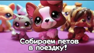 Собираем петов в поездку! ✧(｡•̀ᴗ-)✧