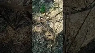 Підставка під медогонку