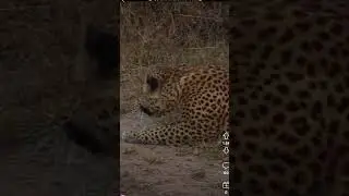 Leopard versus barking Bushbuck 😭 #trending