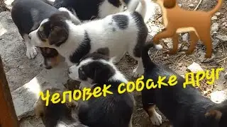 Щенки двортэрьера. Часть 2
