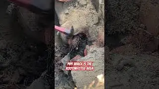 Tree roots in sewer line! 
