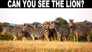 NO ONE CAN FIND ALL THE HIDDEN ANIMALS!!4 | FIND THE HIDDEN ANIMALS GAME  |100% FAIL | BRAIN TEST