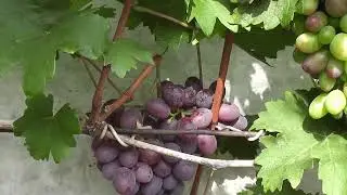 Сорт винограду 