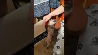 Кошка требует ласки-2