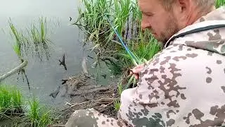 Утренняя рыбалка/И лечение Милки