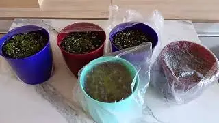 Только сегодня! Цветочные новости: в объективе - лобелия