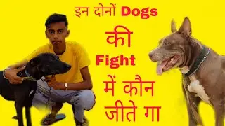Pitbull dogs fight video 2022  || Pitbull dogs fight dasi dogs || @Gamer_zenox