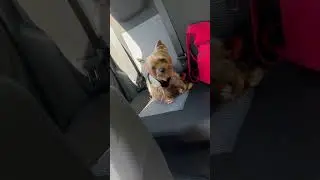 Тедді