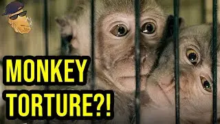 Global Monkey Torture Ring Exposed - yes that is the title