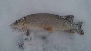 ЗИМНЯЯ РЫБАЛКА НА ЩУКУ 2018