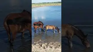 лошади купаются