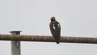 The Eastern İmperial Eagle (Aquila heliaca)