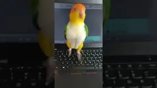 Работа на удаленке 😂