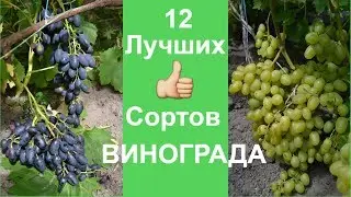 12 DELICIOUS GRAPES 🍇