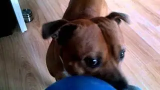 kenji wants his ball