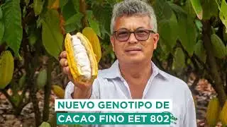Nuevo genotipo de cacao fino EET 802