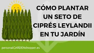 CÓMO PLANTAR UN SETO DE CIPRÉS LEYLANDII