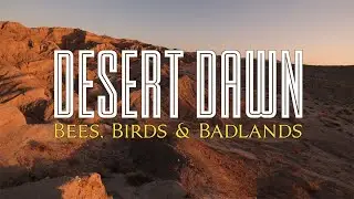 Desert Dawn: Bees, Birds & Badlands