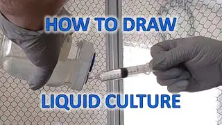 Pulling LC to Use, Store, or Ship  #liquidculture #culture #syringe #steriletek #LC