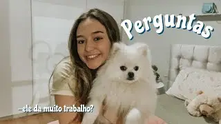 RESPONDENDO PERGUNTAS SOBRE O MEU LULU DA POMERANIA || GIULIA FREITAS
