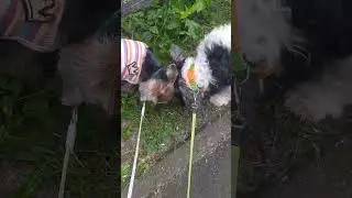 Кушаем травку. Мои зайчики ❤️