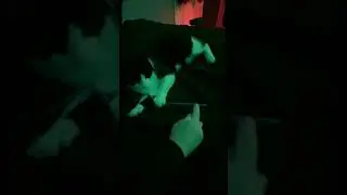 Cat acts like a dog #shorts #cat  #fetch