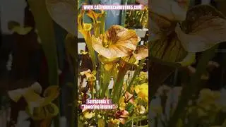 How tall is Sarracenia x “Towering Inferno”?!