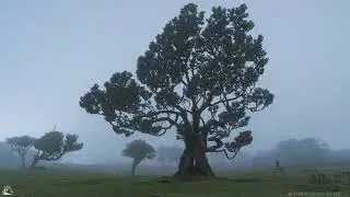 MADEIRA 8K