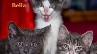 Vidéo à mourir de rire - Essaye de ne pas rire !!