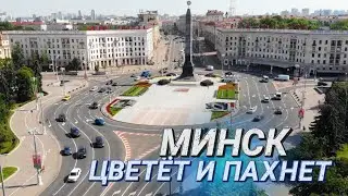 Путь цветка || Какие растения высаживают на улицах города? ||Петуния, бегония и виола